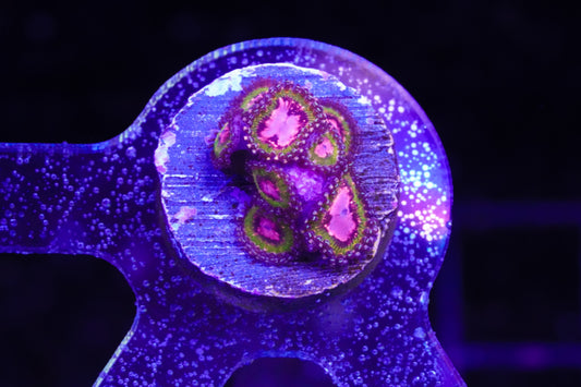 Pink Krakatoa Zoanthid - Aquacultured WYSIWYG