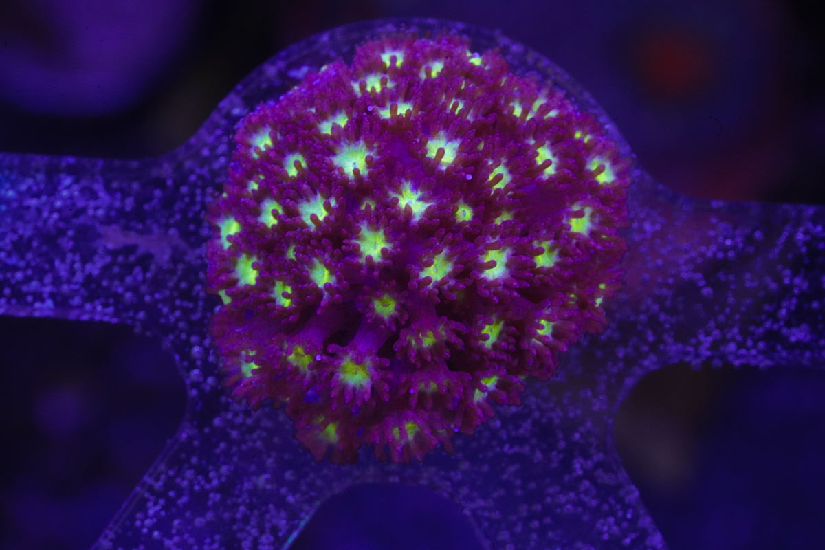 ACI Stargazer Goniopora - WYSIWYG Aquacultured