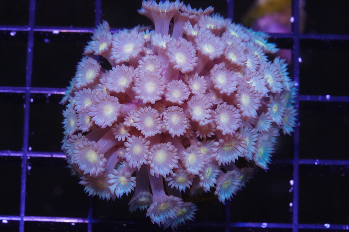 Aussie Neon Green Goniopora - WYSIWYG