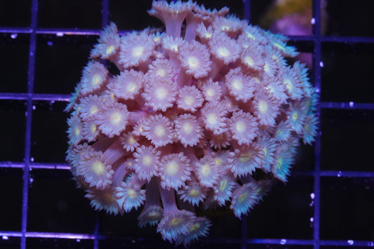 Aussie Neon Green Goniopora - WYSIWYG