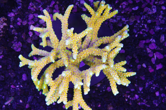RRC Goldenrod Anacropora Colony - WYSIWYG Aquacultured