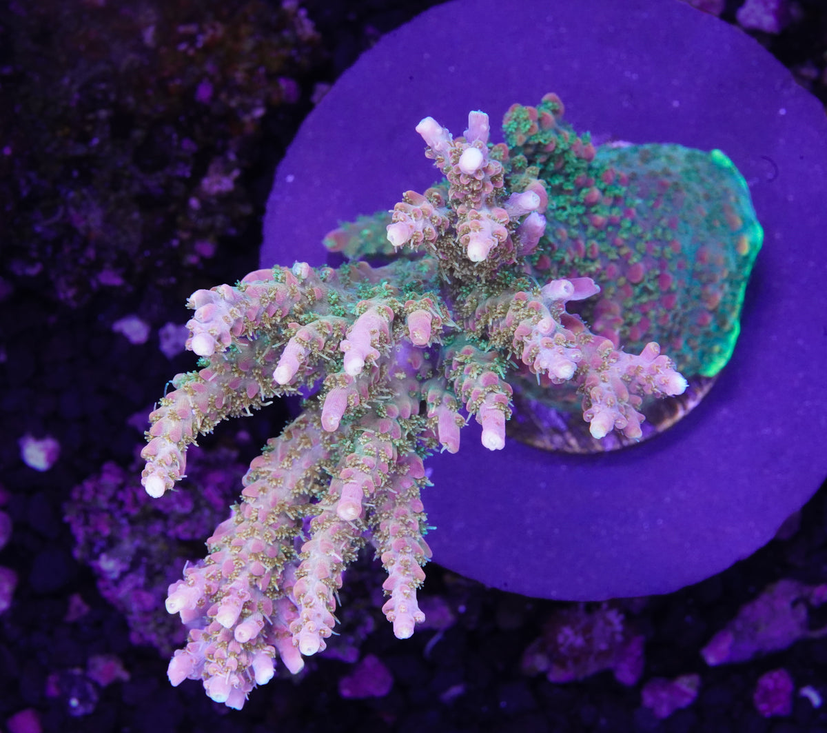 Voodoo Majick Acropora Colony - WYSIWYG Aquacultured