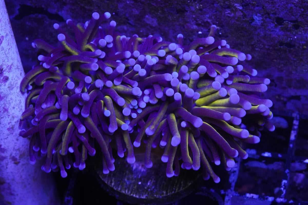 Aussie Gold Torch ~2 Heads - WYSIWYG