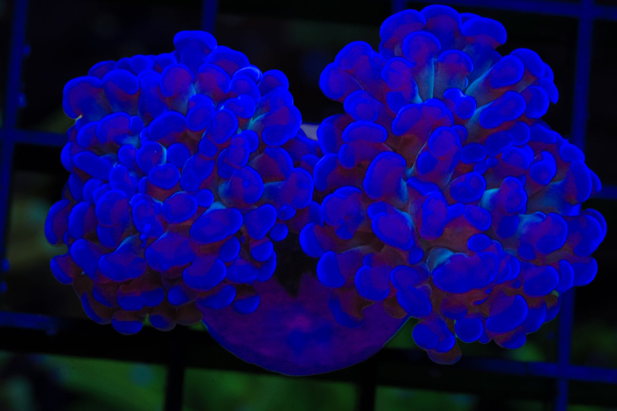 ECC Blue Gusher Branching Hammer - WYSIWYG Aquacultured