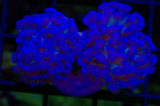 ECC Blue Gusher Branching Hammer - WYSIWYG Aquacultured