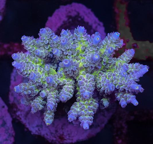 Acropora Tenuis Colony - WYSIWYG Conditioned Maricultured