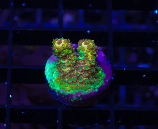 TSA Rainbow Splice Acropora (Green Side) - WYSIWYG Aquacultured