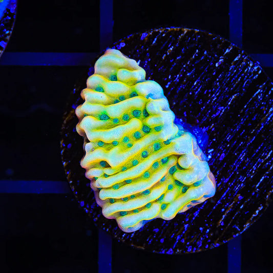 Beach Bum Montipora
