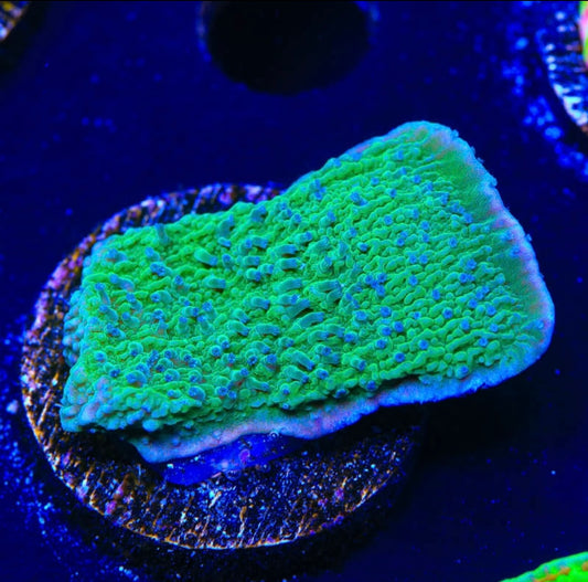 Blueberry Fields Montipora