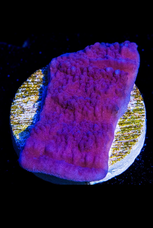 Purple Montipora Cap