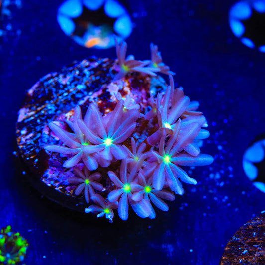 Daisy Polyps