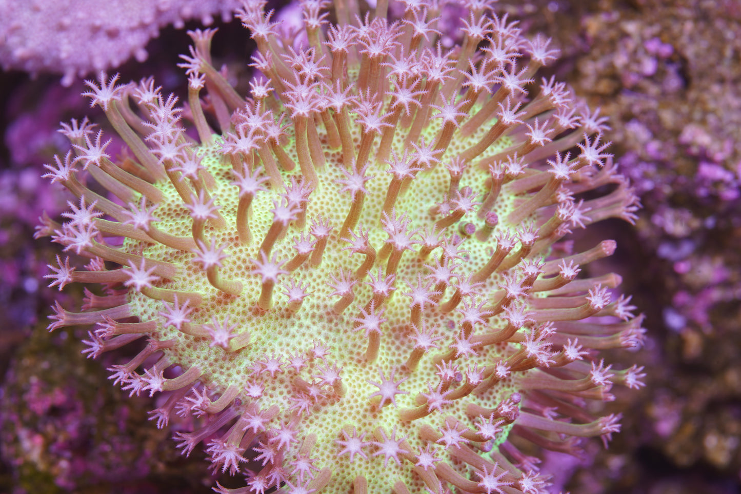 Japanese Toadstool - Aquacultured WYSIWYG
