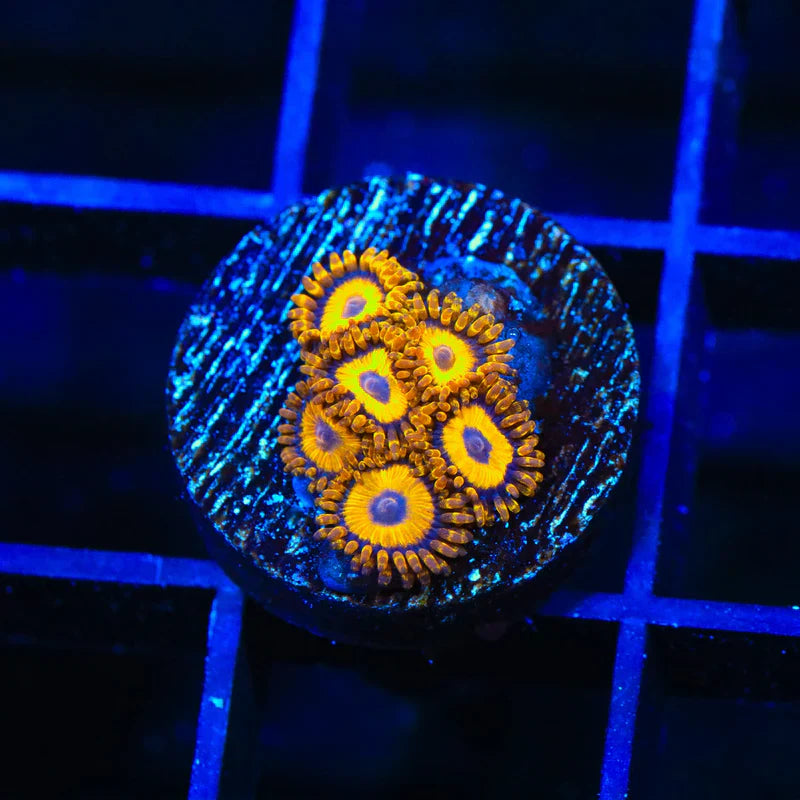 LA Lakers Zoanthid - Aquacultured Stock Frag