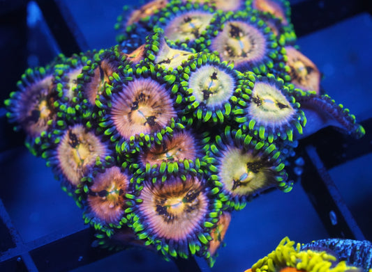 Nirvana Zoanthid - Aquacultured Stock Frag