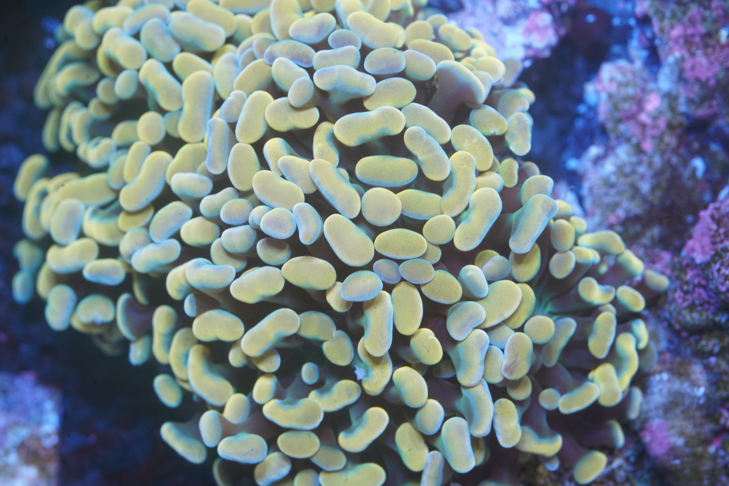 Golden Rainbow Hammer - WYSIWYG