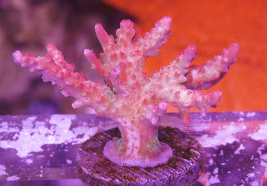 Tyree Pinky the Bear Acropora - WYSIWYG