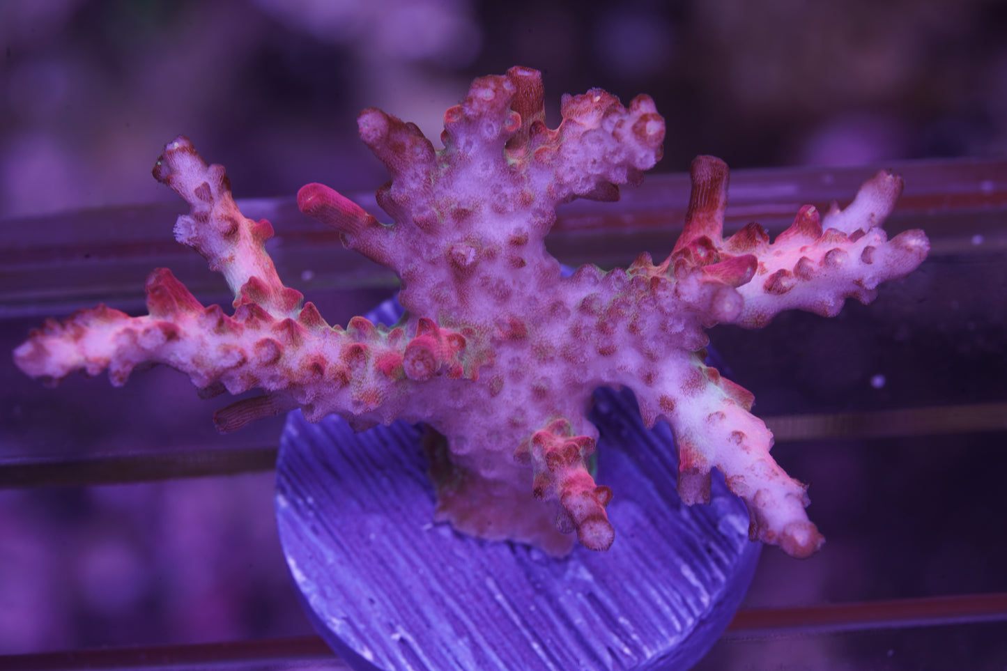 Tyree Pinky the Bear Acropora - WYSIWYG