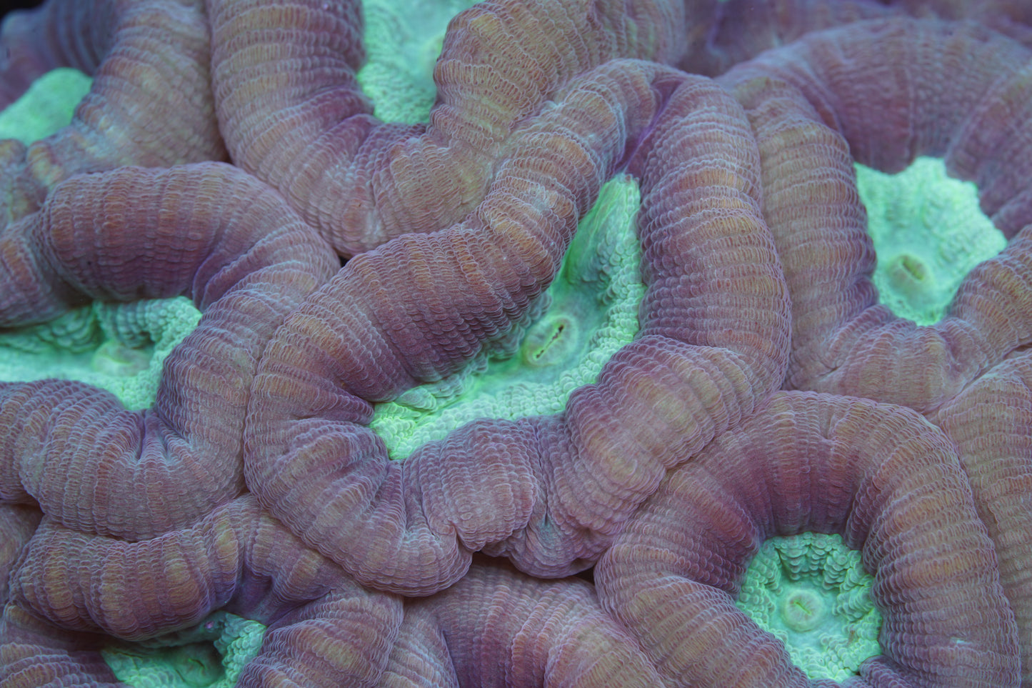 Pinwheel Candy Canes - Aquacultured Stock Frag