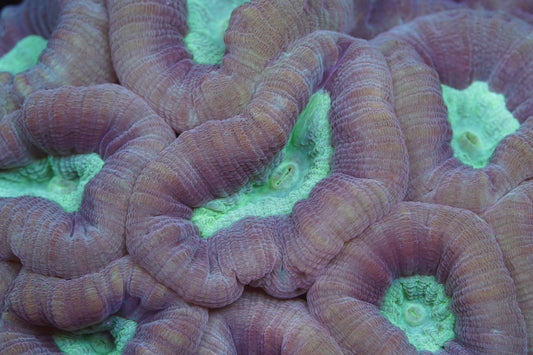 Pinwheel Candy Canes - Aquacultured Stock Frag