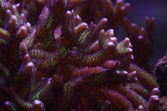 Purple Polyp Birdsnest