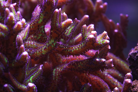 Purple Polyp Birdsnest - Aquacultured Stock Frag