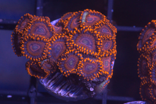 Twizzler Zoanthid
