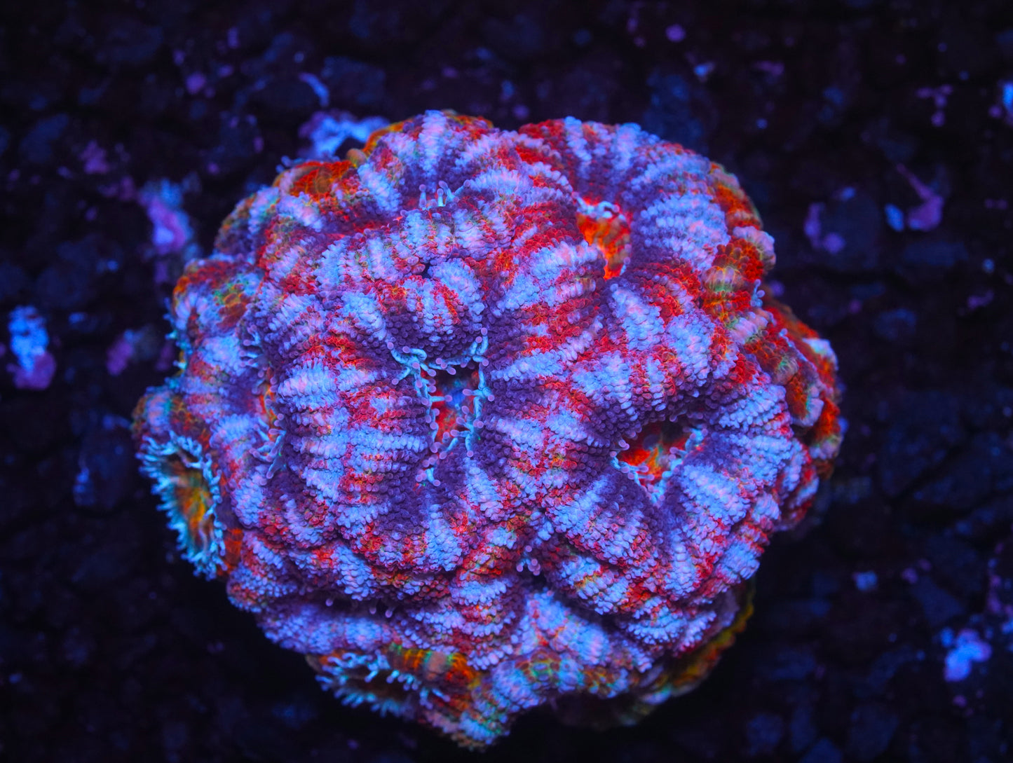 Rainbow Acan Colony - WYSIWYG
