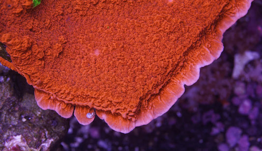 Red Plating Montipora - Aquacultured Stock Frag