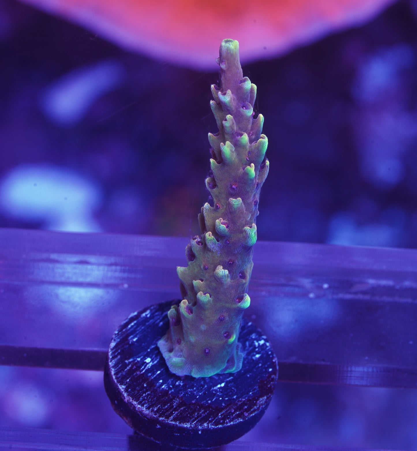 Red Cadillac Acropora - WYSIWYG