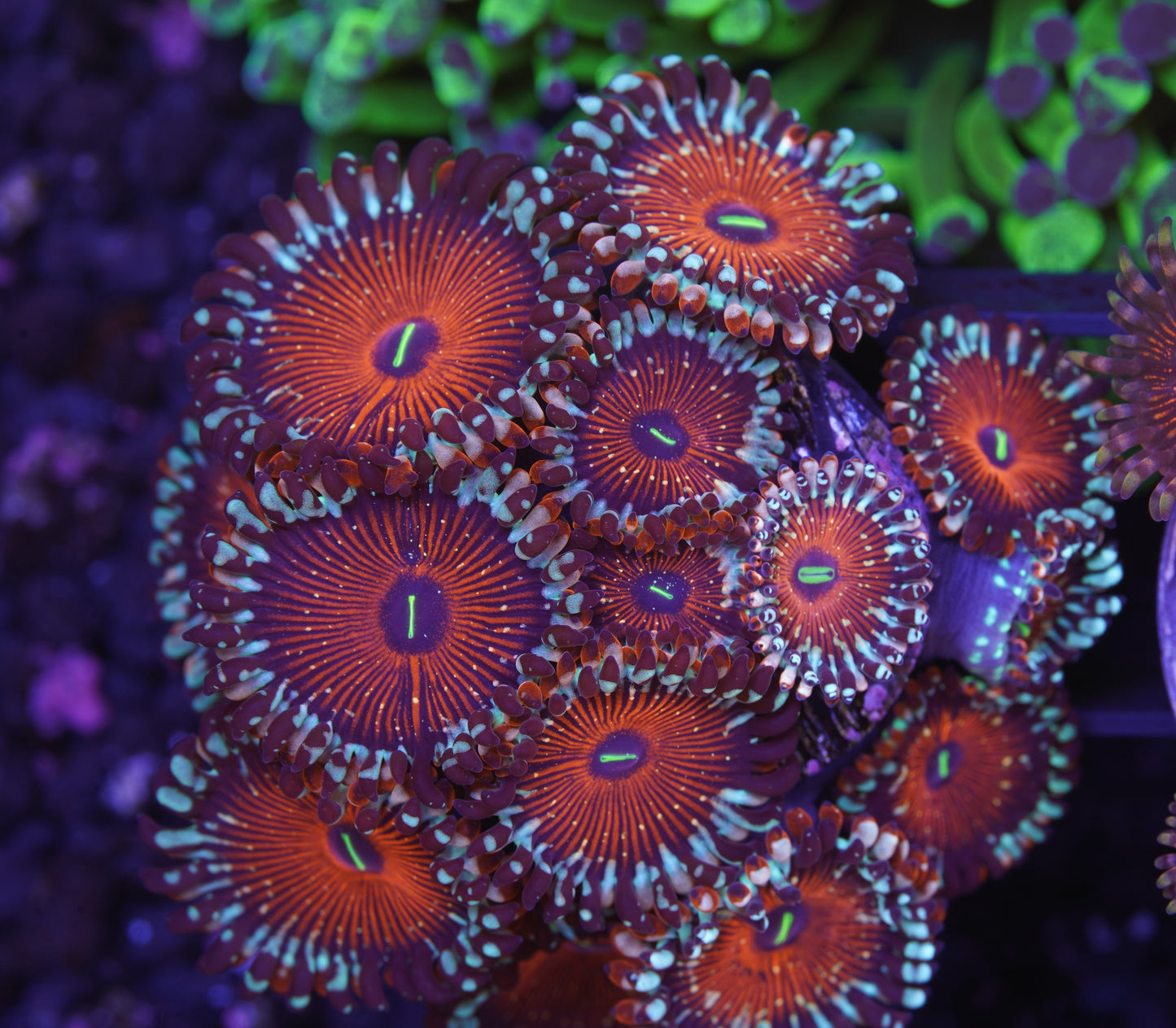 Seduction Zoanthid Mini Colony - Aquacultured WYSIWYG
