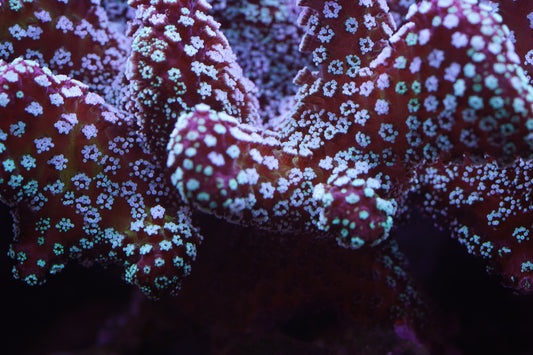 Stellar Stylophora