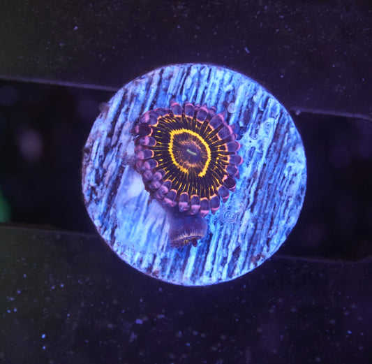 Stratosphere Zoanthid - WYSIWYG