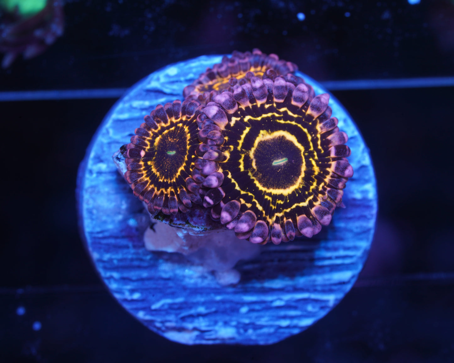 Stratosphere Zoanthid - WYSIWYG