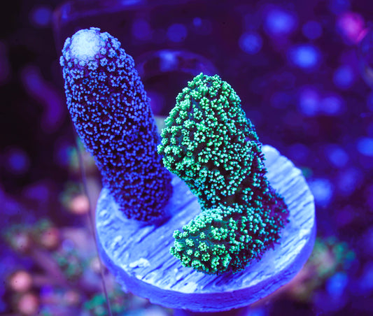 Two-Tone Stylophora - Aquacultured Stock Frag
