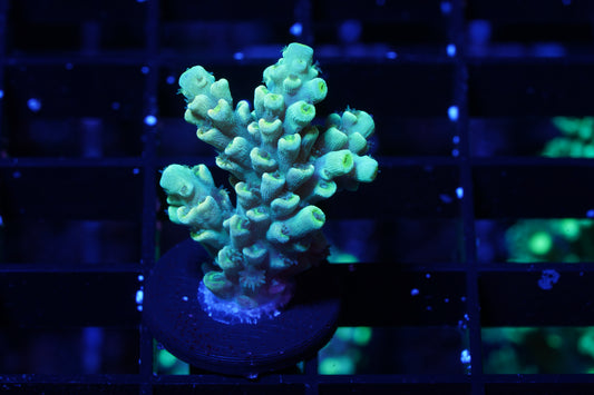 Indo Premium Tenuis Acropora - WYSIWYG
