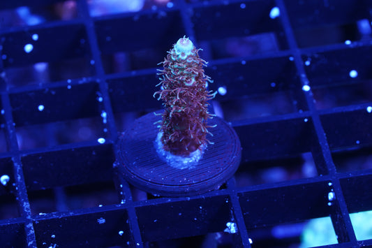 Indo Premium Tenuis Acropora - WYSIWYG