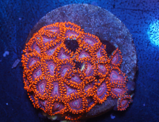 WWC Twizzler Zoanthid - WYSIWYG