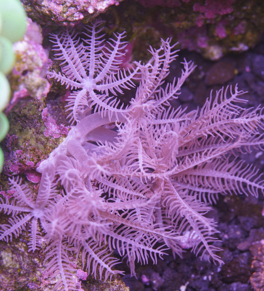 Waving Hand Anthelia - Aquacultured Stock Frag