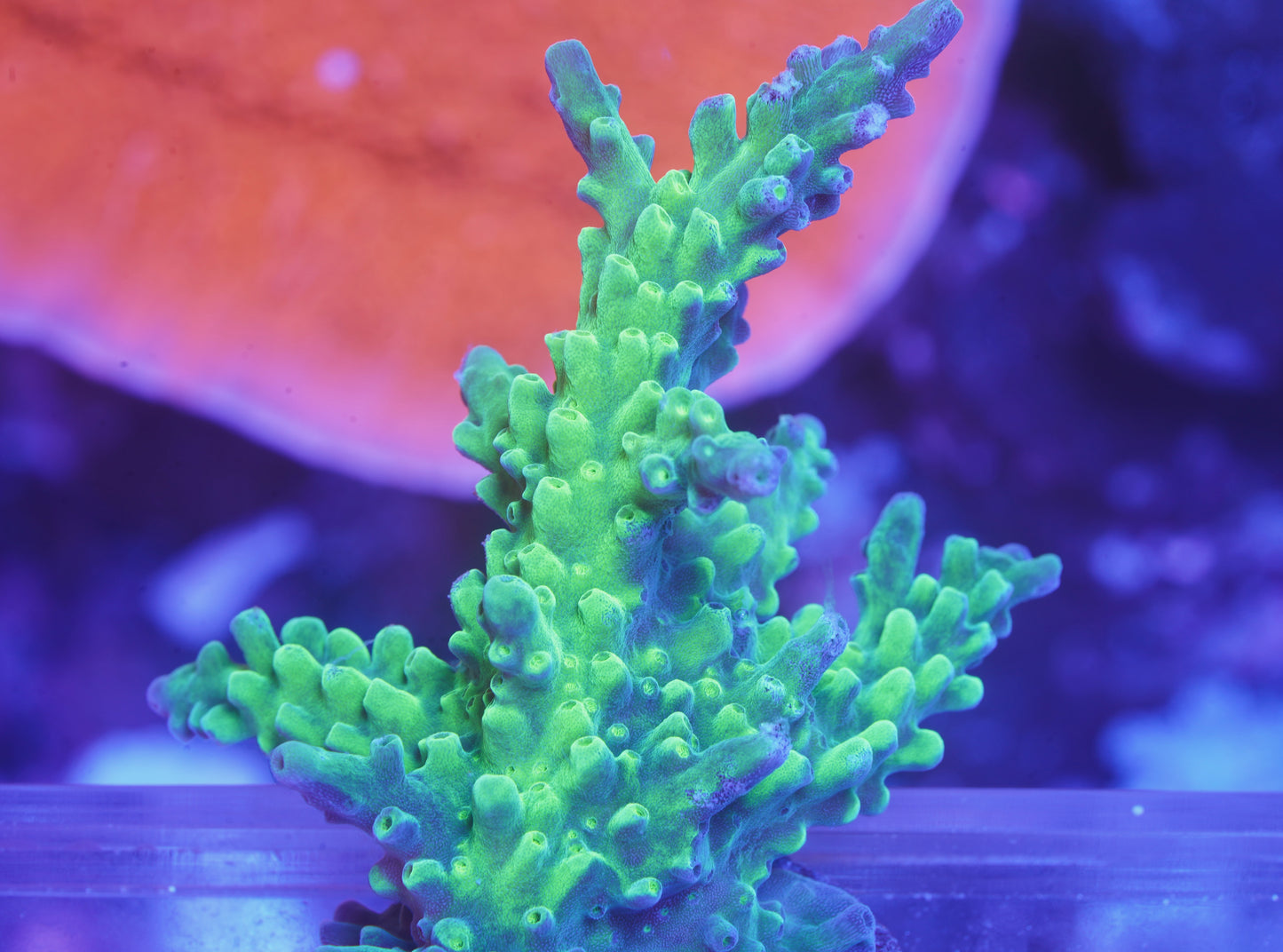 ORA Frogskin Acropora XL - WYSIWYG