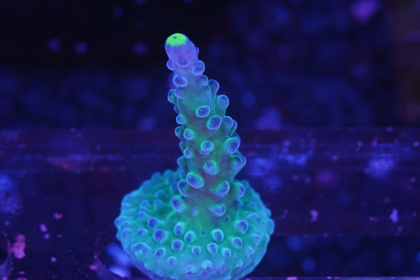 WWC Yellow Tip Acropora - Aquacultured WYSIWYG