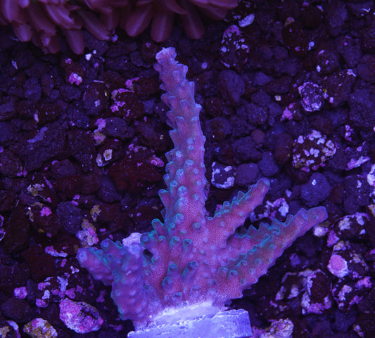 Blue Staghorn Acropora - Aquacultured WYSIWYG