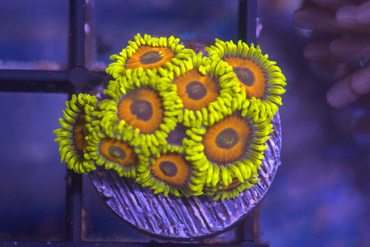 Super Saiyan Zoanthid
