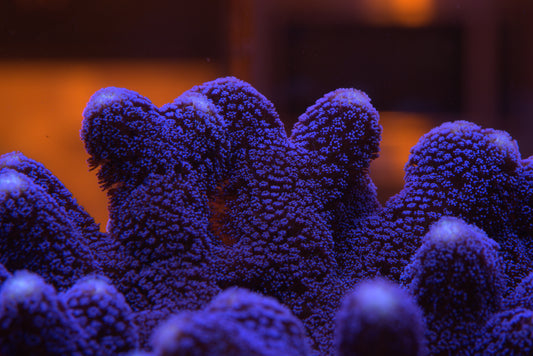 Purple Stylophora