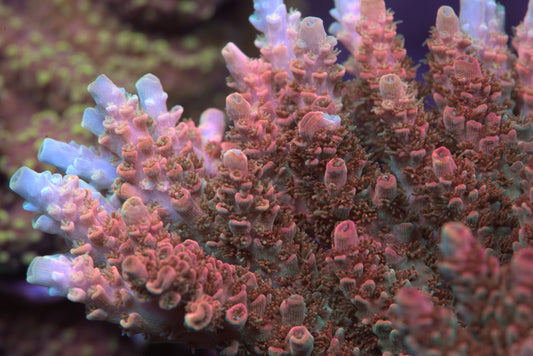 Bill Murray Acropora