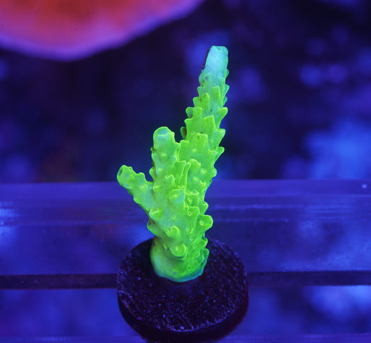 Green Slimer Acropora - WYSIWYG