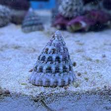Astrea Snail