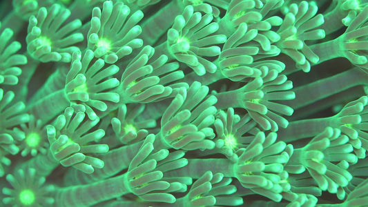 Green Petal Alveopora XL- Aquacultured Stock Frag