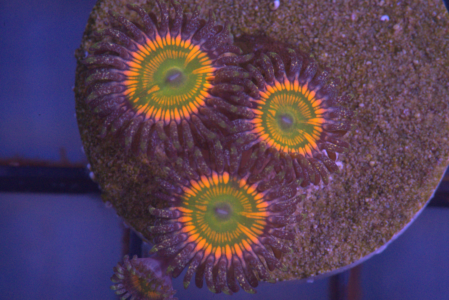 Sunny D Zoanthid
