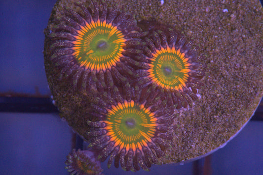 Sunny D Zoanthid