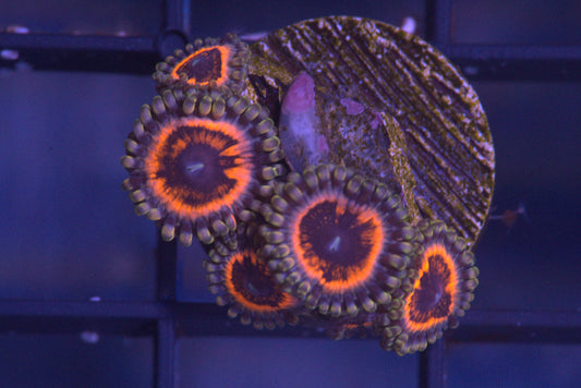 Armor of God Zoanthid